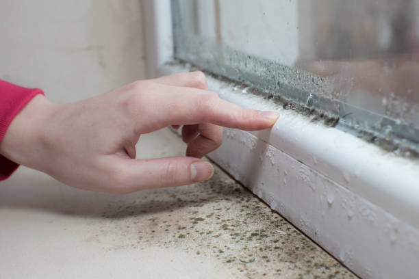 Elida, OH Mold Removal Company